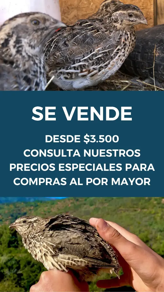 Codornices adultas listas para postura