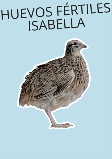 Huevos fértiles de Isabella