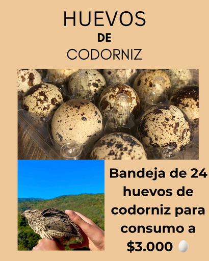 Huevos de codorniz para consumo – frescos y nutritivos