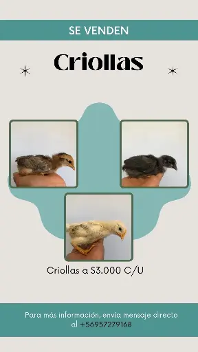 Pollitos criollos