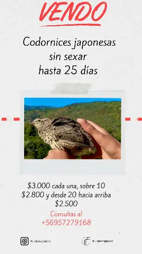 Codornices sin sexar