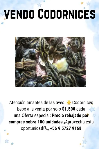 Codornices bebé (0-10 días)