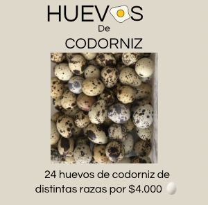 Huevos mixtos fértiles de codorniz